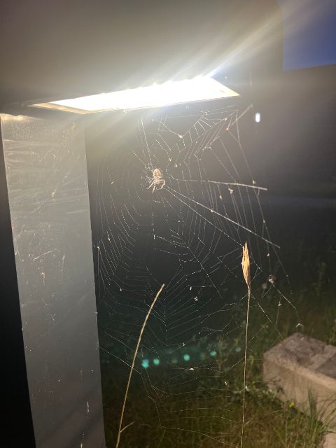 A spider web captured in Berlin,  September 2025. Image: Qu Chang